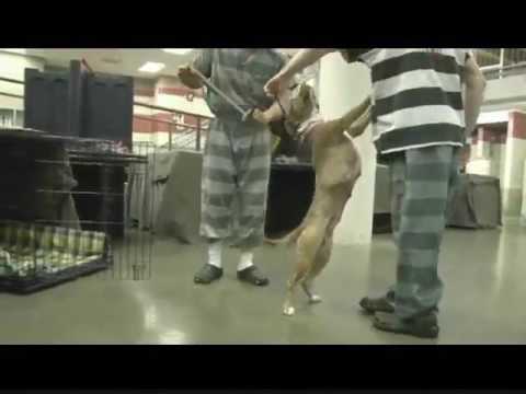 Randie at Home for Hounds Program