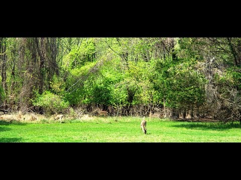 Z Wiosna: Park- Spacer- Sarny- Zachowaj Zdrowy Rozsadek!