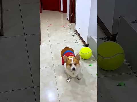 آخر بلونة كانت أكبر مقلب! 😂🎈