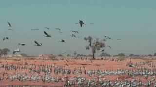 preview picture of video 'Keechen cranes'