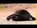 The Tortoise And The Solar Plant National Geographic