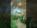 Pampas grass Field                                #subscribe #PlanetEarth #viral#clips