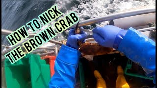 Crab ciupit la clește