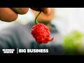 How Ultra Spicy Peppers Revolutionized The Multi Billion Dollar Hot Sauce Industry Big Business