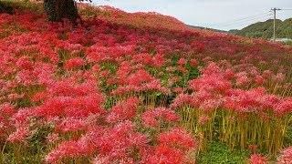 20251002 長崎市琴海町 杜の丘花園 彼岸花 25万本