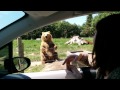 Awesome Catch By The Bear