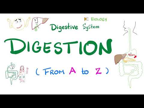 Digestion - Ultimate Review - Gastrointestinal (GI) System From A to Z