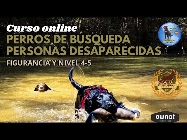 Vídeo relacionado con Educación canina y formación específica del guía y del perro para búsqueda de personas desaparecidas (SIN COLECCION)