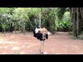 брачный танец страуса 