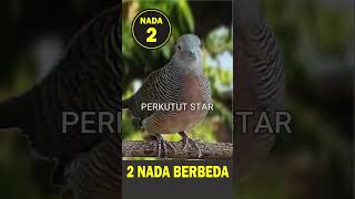 Download lagu APA NAMA 2 NADA Perkutut INI #perkutut #birds #gacor #kicaumania #burung #suara #perkututlokalgacor mp3 Download lagu APA NAMA 2 NADA Perkutut INI #perkutut #birds #gacor #kicaumania #burung #suara #perkututlokalgacor mp3
