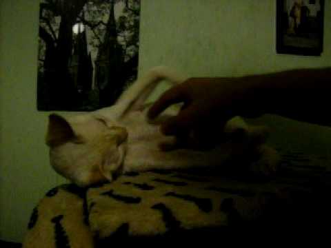 Kiar Rex DorTina*PL of Gacek*PL