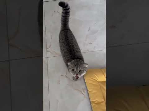 Ele ama a vizinha, e ela o ama 😍 #foryou #suncats #foryoushorts #petshub #pets #petsunited #cat