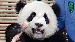 Video : China : ChengDu panda meet up