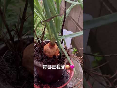 なぜ蘭にタマネギを入れるのですか？成長と開花を活性化するための4つの奇跡的なヒント  庭園