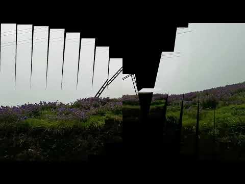 Neelakurinji Flowers Bloom/Rare Flowers that Bloom Once in Every 12 years Chikkamagaluru...