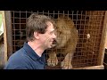 Dieren In Nesten S05E04 Leeuw Simba Krijgt Een Nieuwe Thuis
