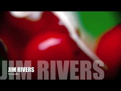 Jim Rivers - Pyracantha (Traum V288)
