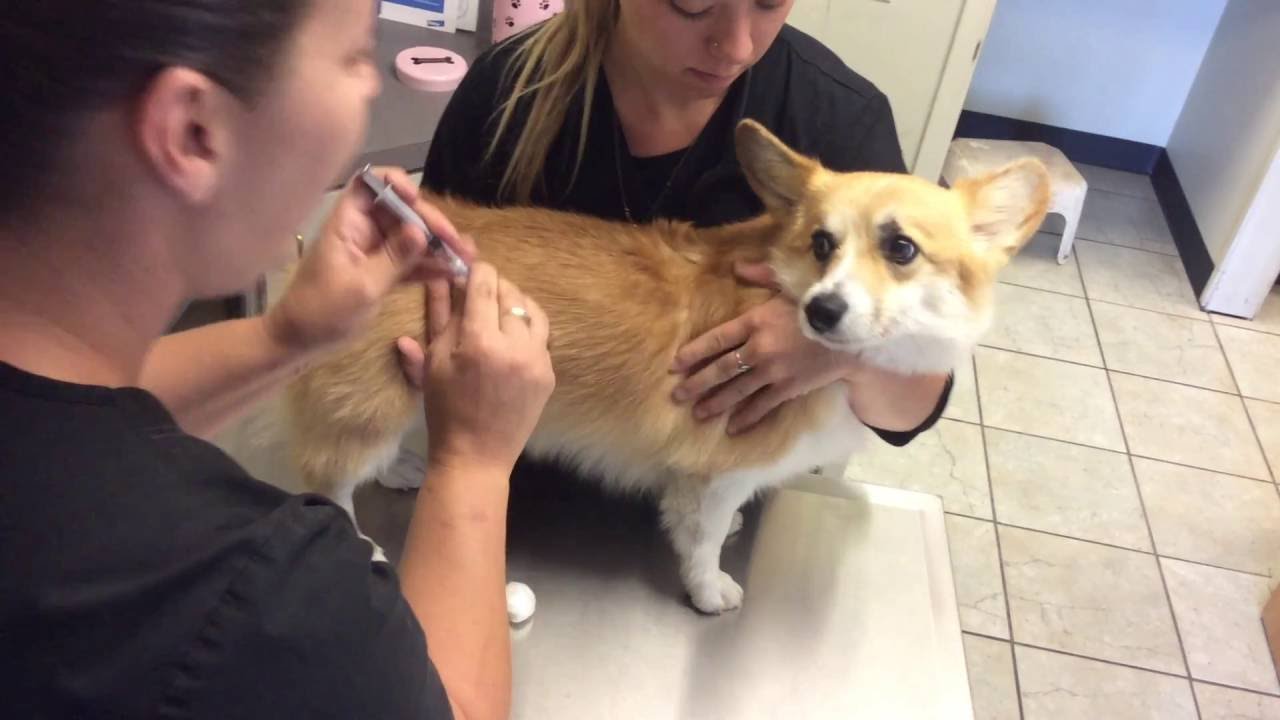 Importance of Vaccinations