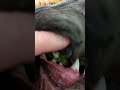 French Kissing 341 Shorts Cutedog Cuteanimals Pets