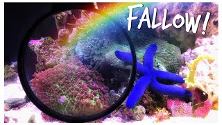 #Reefzilla’s Fallow Period - Medicate Fish and Quarantine Coral!