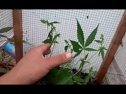 How to collect male cannabis pollen