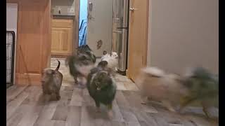 08162025 The Whole Crew Coming in From the Yard (Short Ethel & Lil Miss)