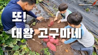 [시골일상 브이로그] 고구마가 왜이래. 텃밭고구마, 넌 상품이 아니니까 어떻게 생겨도 괜찮아