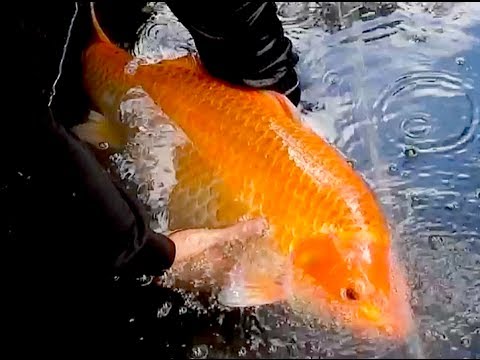 Solar Thermal Geothermal large pond heating with giant Koi Fish hot water GreenPowerScience