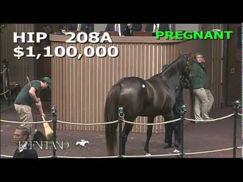 2014 November Breeding Stock Sale: Hip 208A - Last Full Measure