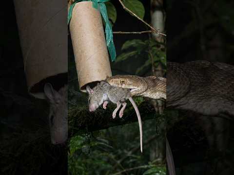 Serpientes en Guam: llueven ratones muertos 🐍 #especiesinvasoras