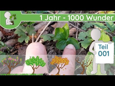 1 Jahr - 1000 Wunder "Beginn der Wunder-Reise" (Teil 001 - 24.03.2019) - Wildpflanzen bestimmen