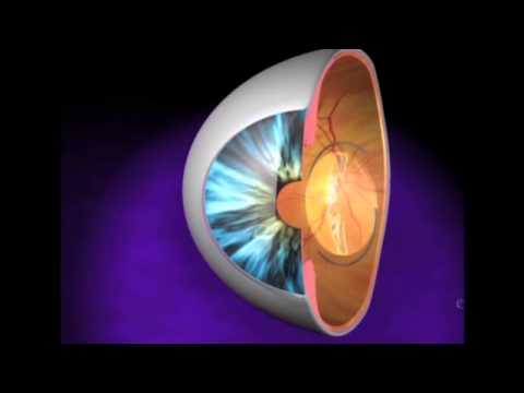 Hogy az epilepszia hogyan befolyásolja a látást