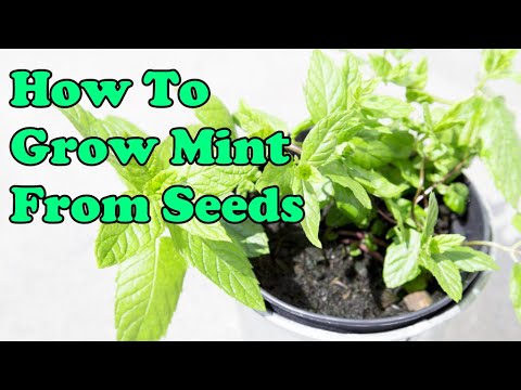 How to Grow Mint From Seeds - THE SIMPLE AND EASY WAY