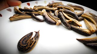 뇌수막염의 중간 숙주인 이 거대한 민달팽이는 무슨 맛 일까?