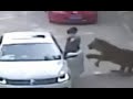 Tiger Attack | Woman Dragged From Car [GRAPHIC VIDEO]