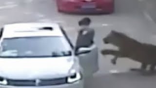 Tiger Attack | Woman Dragged From Car [GRAPHIC VIDEO]