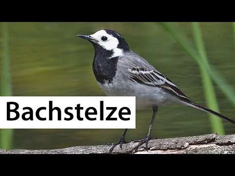 Recognize birds: The Pied Wagtail | Wild Bird Directory