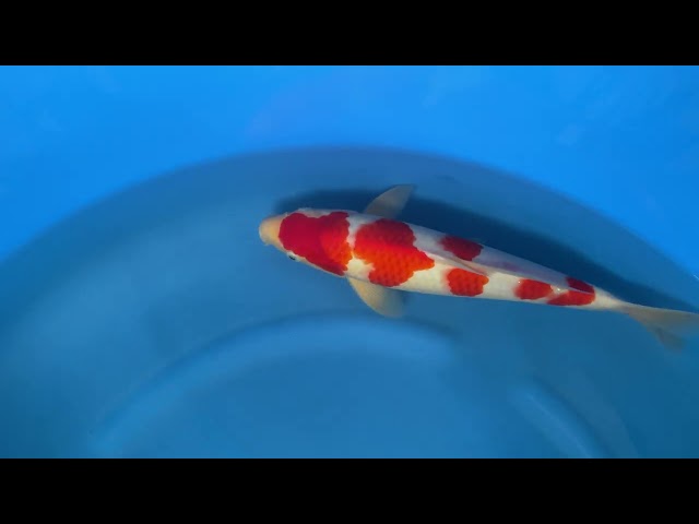 Kohaku