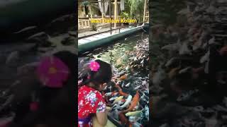 Download lagu Ikan Dalam Kolam #short #shorts #feedshorts mp3