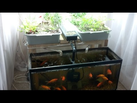 download lagu mp3 mp4 Home Aquaponics, download lagu Home Aquaponics gratis, unduh video klip Home Aquaponics