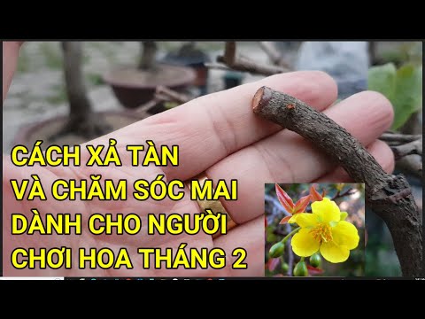 🔴 QBS23399 -  CÂY XẢ TÀN MUỘN THÁNG 2 ÂM CÓ KỊP TẾT KHÔNG |CHĂM SÓC MAI VÀNG MIỀN BẮC NỞ HOA VÀO TẾT
