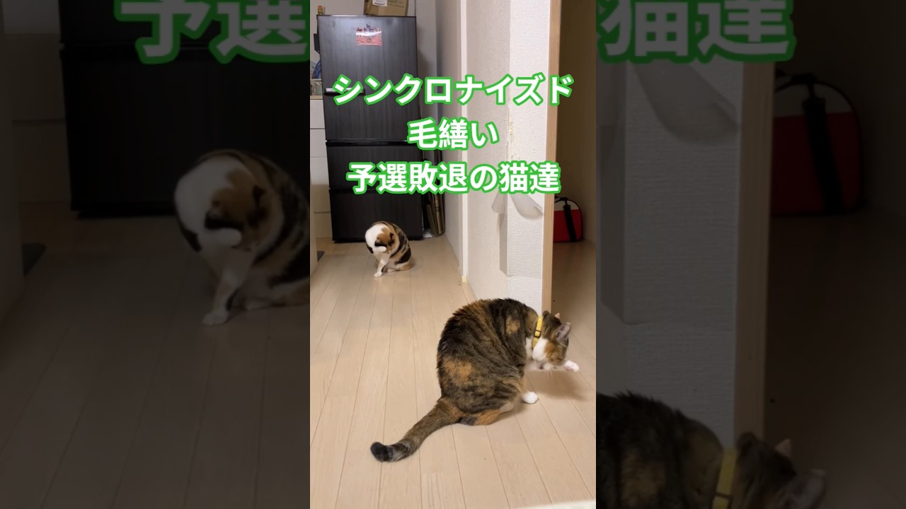 家族増えました#cute #猫のいる暮らし #cats