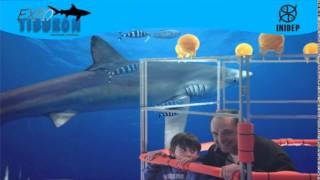 DIA 3 Expo Tiburon37