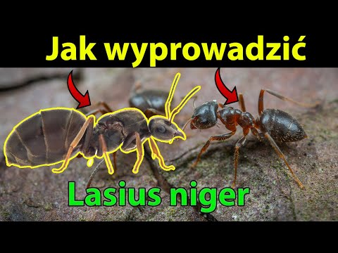Jak wyprowadzić Lasius niger by była ogromna kolonia #mrówki #antkeeping #ants #zwierzęta