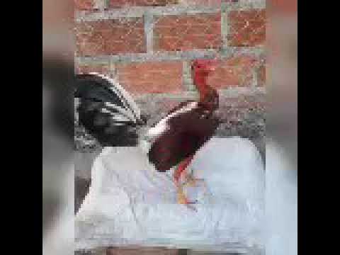 la plata Diomedes Díaz letra