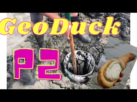 OUTDOOR ACTIVITIES: GEO DUCK DIGGING P2 | CLAMING | HORSE NECK CLAM