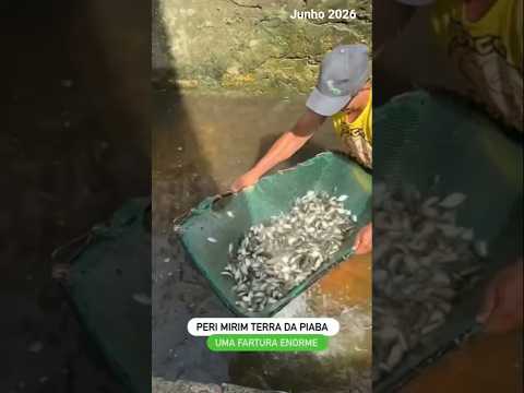 Pescaria de Piabas.Taocá, PERI MIRIM-MA.