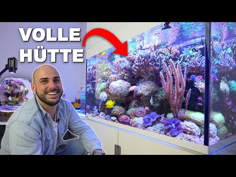 Aquarium collection of Javi + NANO REEF TANK+ tips for beginners *english subtitles*