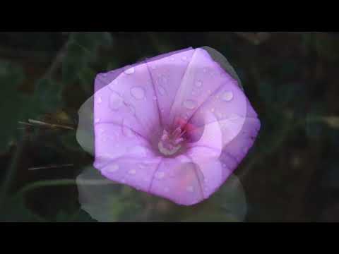 image : Les fleurs du printemps par Christophe Samson