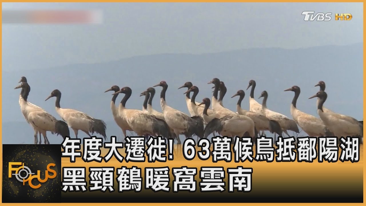 年度大遷徙！63萬候鳥抵鄱陽湖　黑頸鶴暖窩雲南
